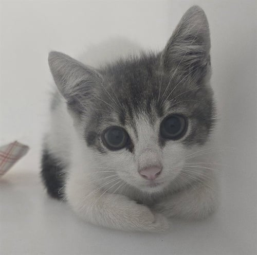 A2481503 - Domestic Short Hair available for adoption