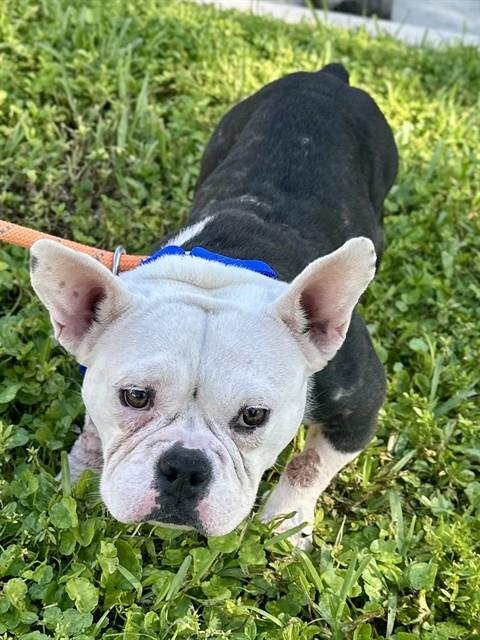 *BARBIE - English Bulldog available for adoption