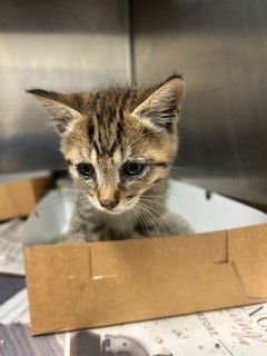 DINOSAUR - Domestic Short Hair available for adoption