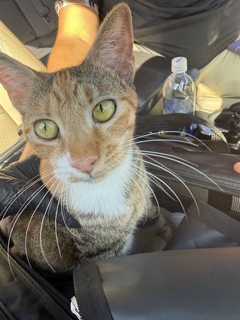 MISTY - Domestic Short Hair available for adoption