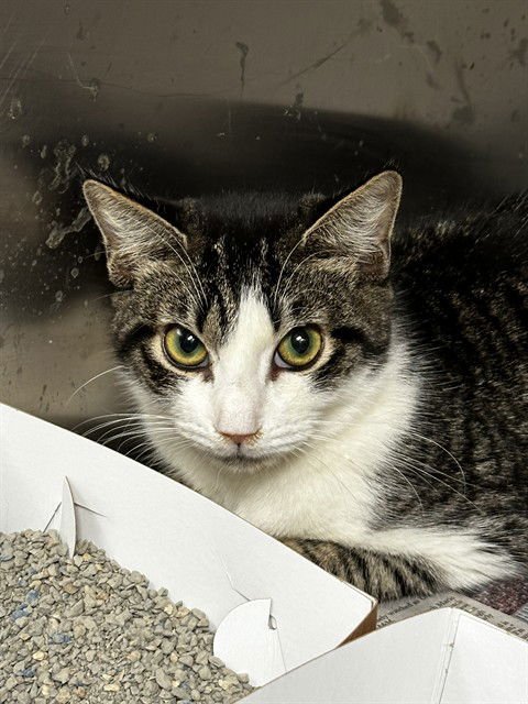 DOTTIE - Domestic Short Hair available for adoption