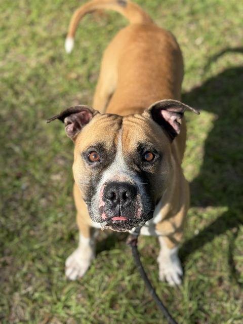 HERCULES - American Bulldog available for adoption