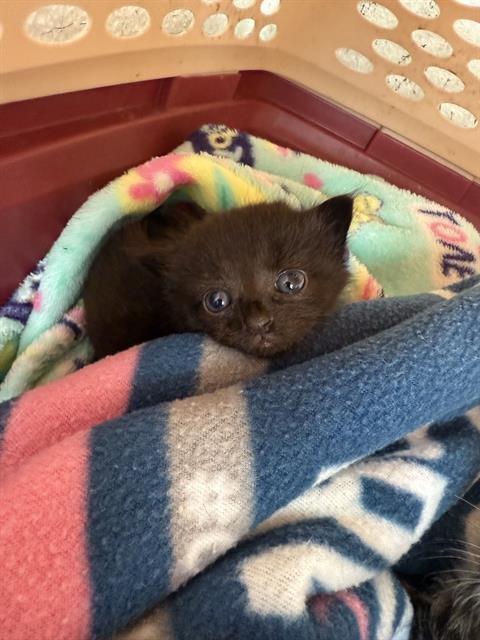 MELODY - Domestic Short Hair available for adoption