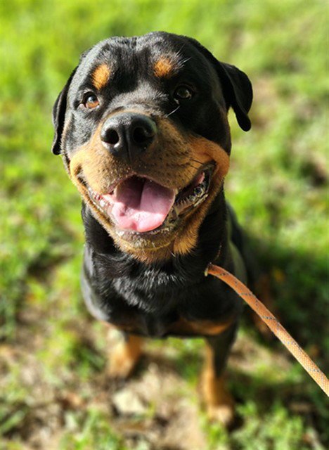 KOA - Rottweiler available for adoption