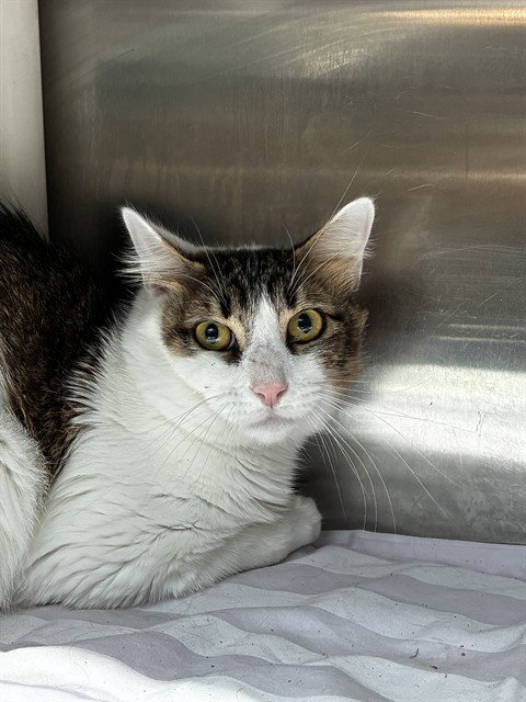 LAKE - Domestic Short Hair available for adoption