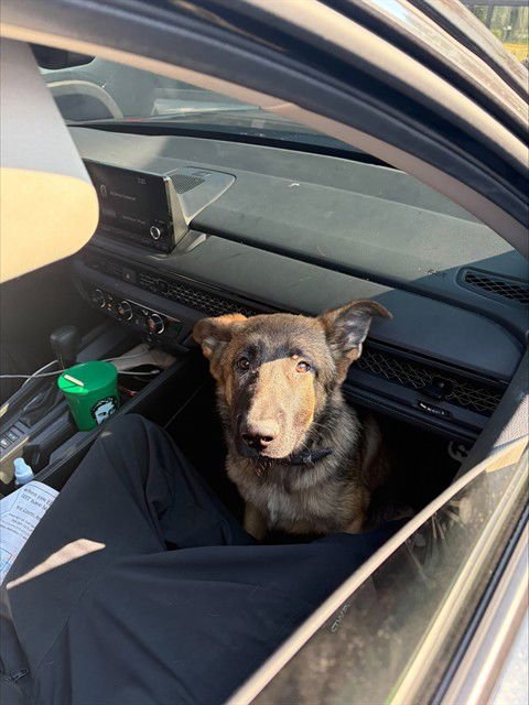 GATOR - German Shepherd Dog available for adoption