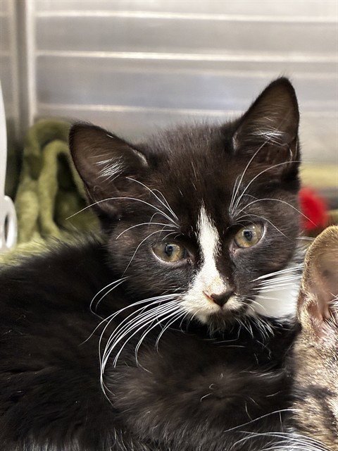 SQUISH - Domestic Short Hair available for adoption