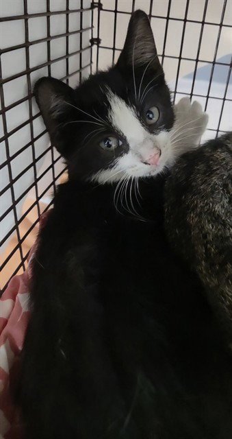 A2477919 - Domestic Short Hair available for adoption