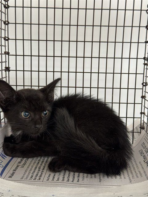 *SOOT - Domestic Short Hair available for adoption