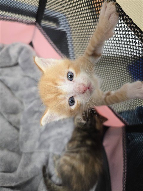 A2475467 - Domestic Short Hair available for adoption