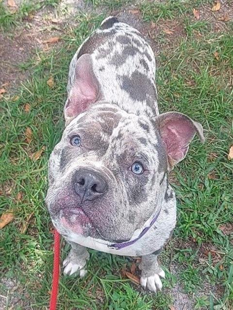 CHATTANOOGA - American Staffordshire Terrier available for adoption