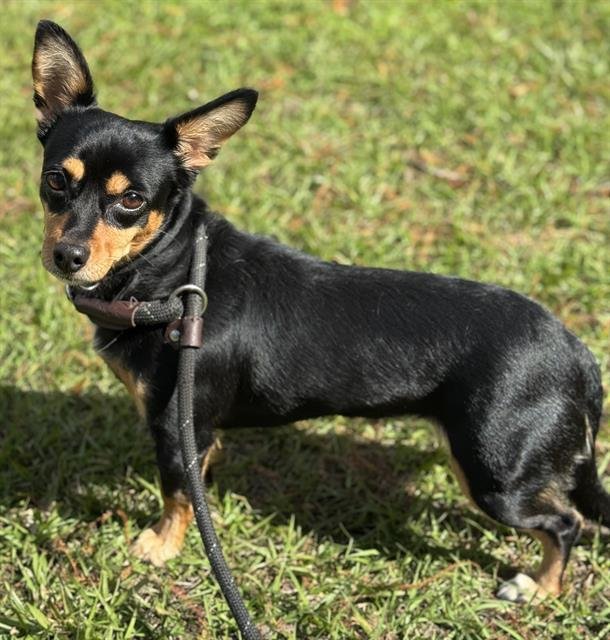 FIA - Chihuahua available for adoption