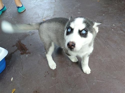DAFFODIL - Siberian Husky available for adoption