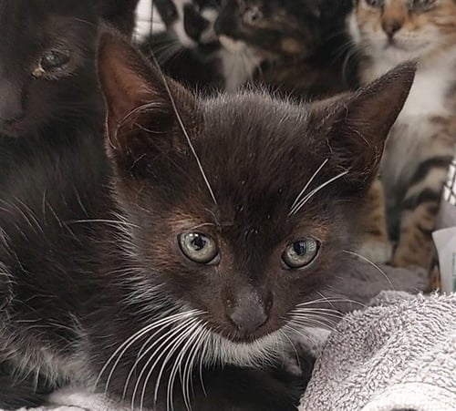 HICKS - Domestic Short Hair available for adoption