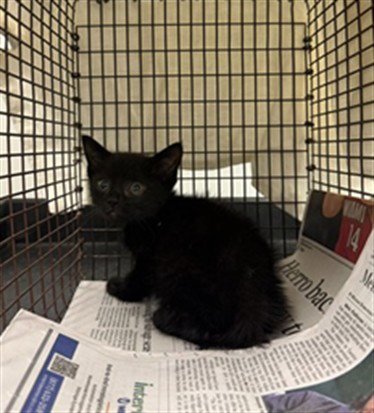 *DONNIE - Domestic Short Hair available for adoption