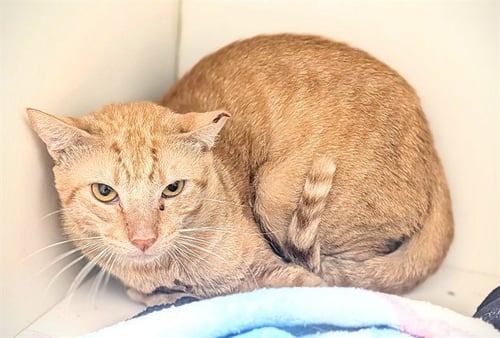 TAURUS - Domestic Short Hair available for adoption