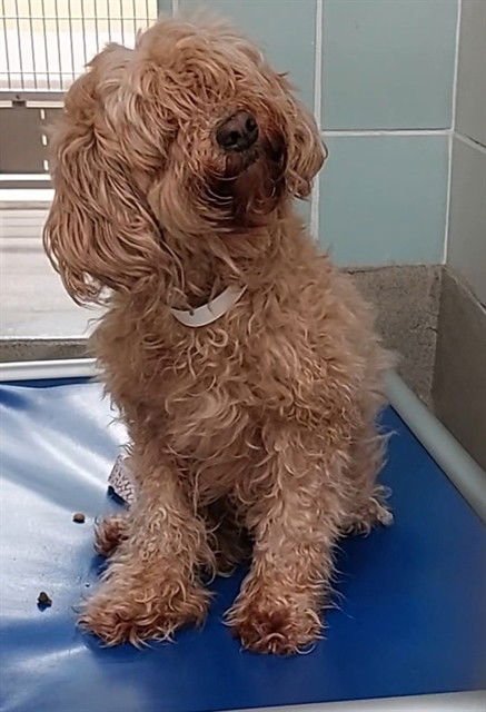 EMA - Poodle (Standard) available for adoption