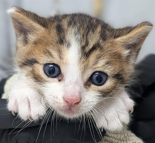A2479905 - Domestic Short Hair available for adoption