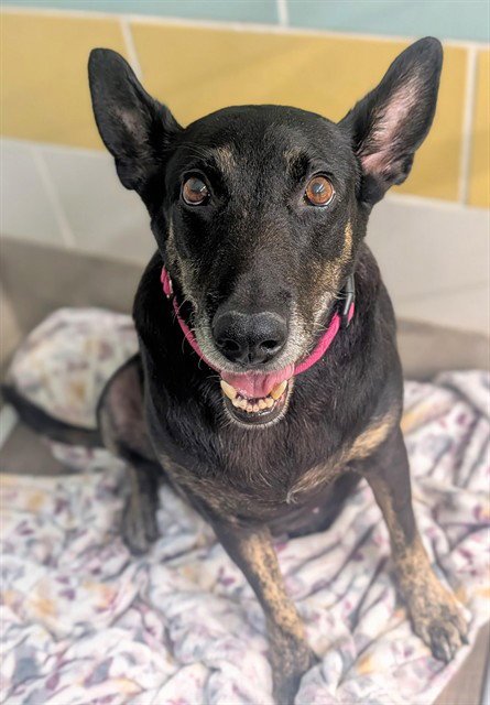 MARGIE - German Shepherd Dog available for adoption