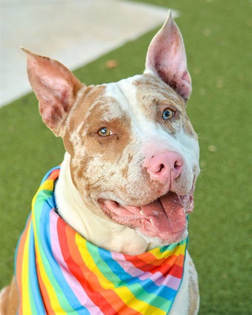 RINGO - American Staffordshire Terrier available for adoption