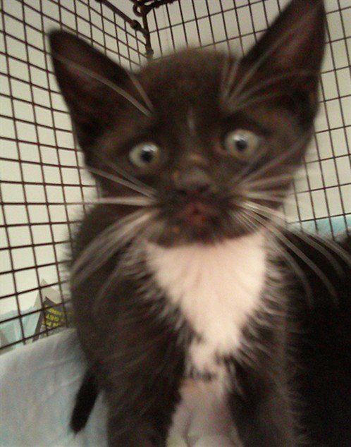 CHESNIE - Domestic Short Hair available for adoption