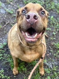 COPPER - Photo 1