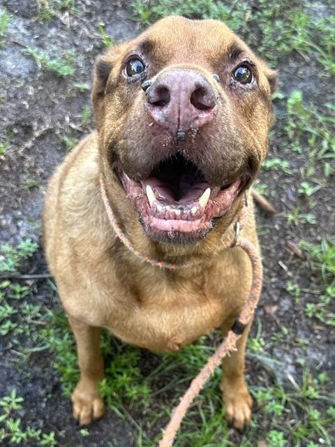 COPPER - Labrador Retriever available for adoption