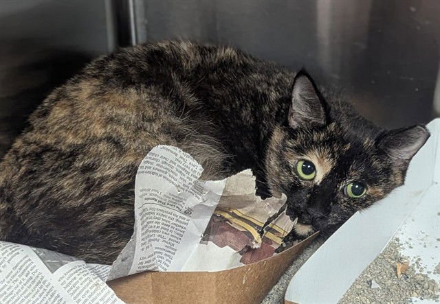 COOKIE - Domestic Short Hair available for adoption