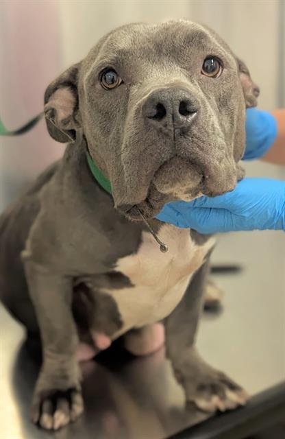 MAHI - American Staffordshire Terrier available for adoption