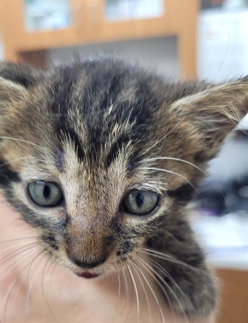 A2447917 - Domestic Short Hair available for adoption