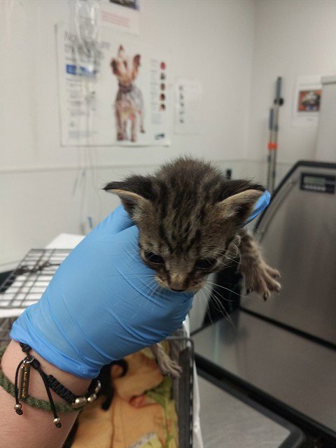 A2475451 - Domestic Short Hair available for adoption