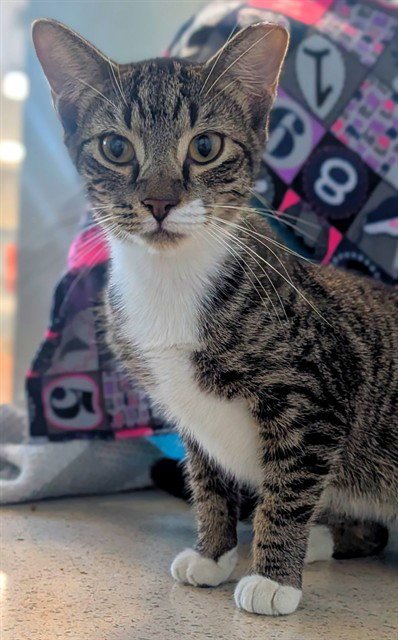 LENNON - Domestic Short Hair available for adoption
