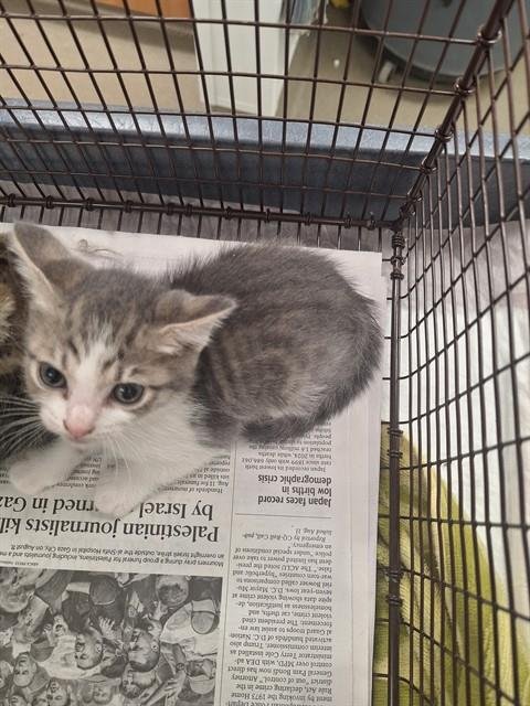 A2472583 - Domestic Short Hair available for adoption