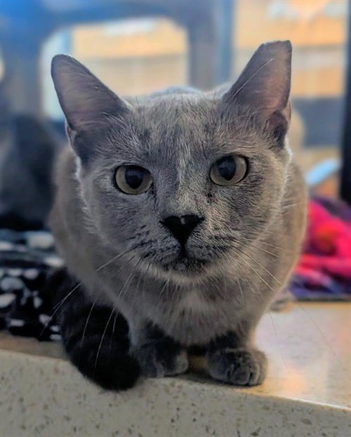 DUA LIPA - Domestic Short Hair available for adoption