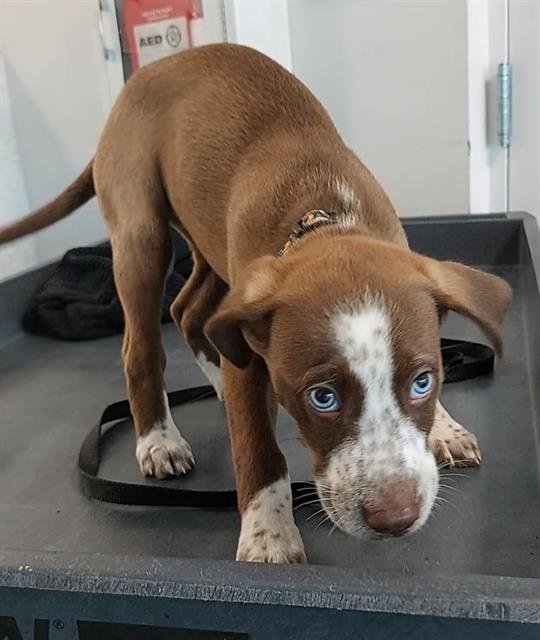 ARWEN - American Staffordshire Terrier available for adoption