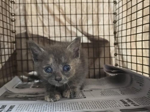 *CHARMANDER - Domestic Short Hair available for adoption