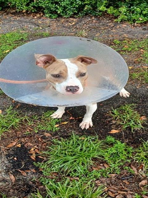 BO - American Staffordshire Terrier available for adoption