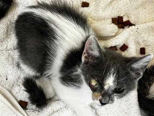 AUGHRA - Domestic Short Hair available for adoption