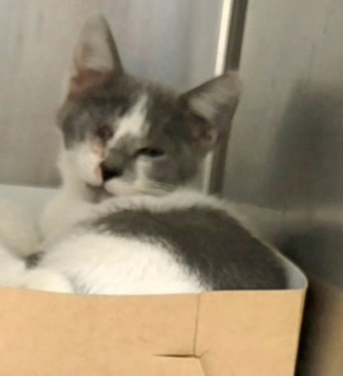 AUGHRA - Domestic Short Hair available for adoption