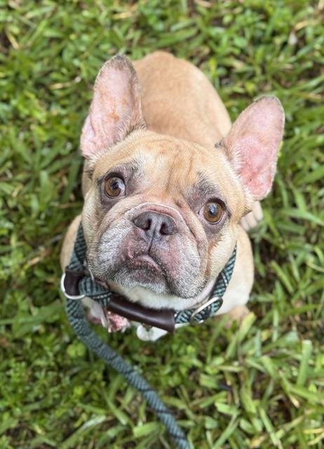 GINGER - French Bulldog available for adoption