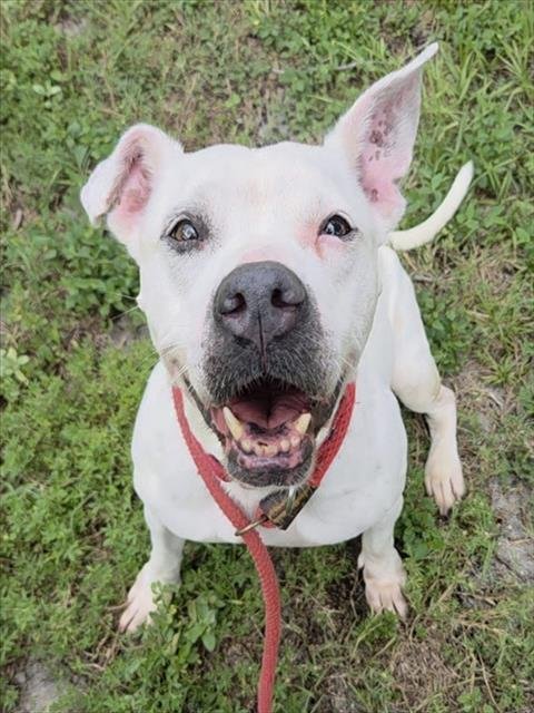 CLAIRO - American Staffordshire Terrier available for adoption