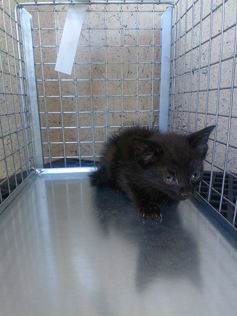 A2481348 - Domestic Short Hair available for adoption