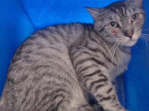 ELENORE - Domestic Short Hair available for adoption