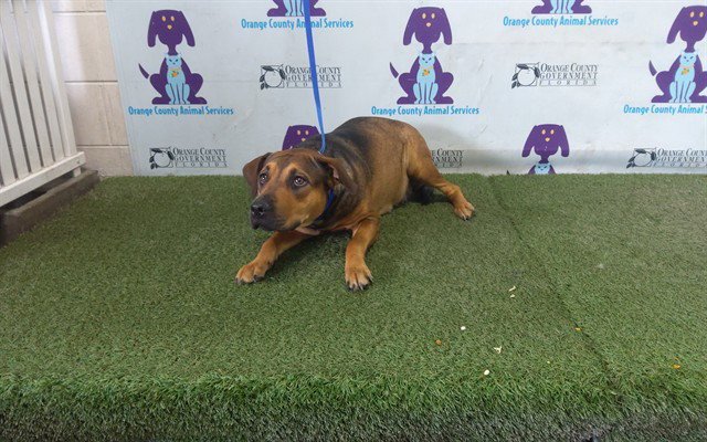 ROXY Image