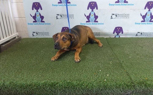 ROXY - Black Mouth Cur / Labrador Retriever available for adoption