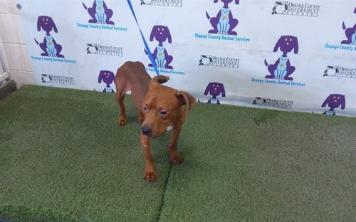 BONES - Pit Bull Terrier available for adoption