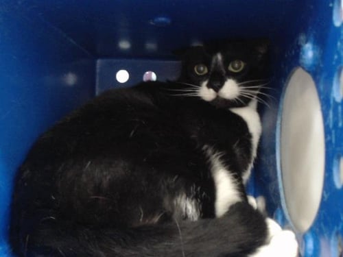 A603641 - Domestic Short Hair available for adoption