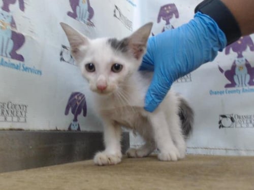 A604901 - Domestic Short Hair available for adoption