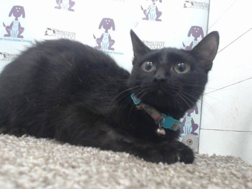 A599675 - Domestic Short Hair available for adoption