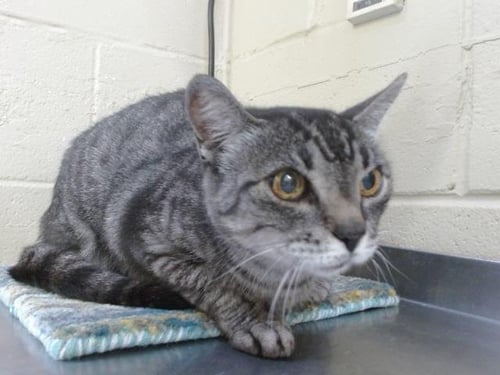 MIA - Domestic Short Hair available for adoption